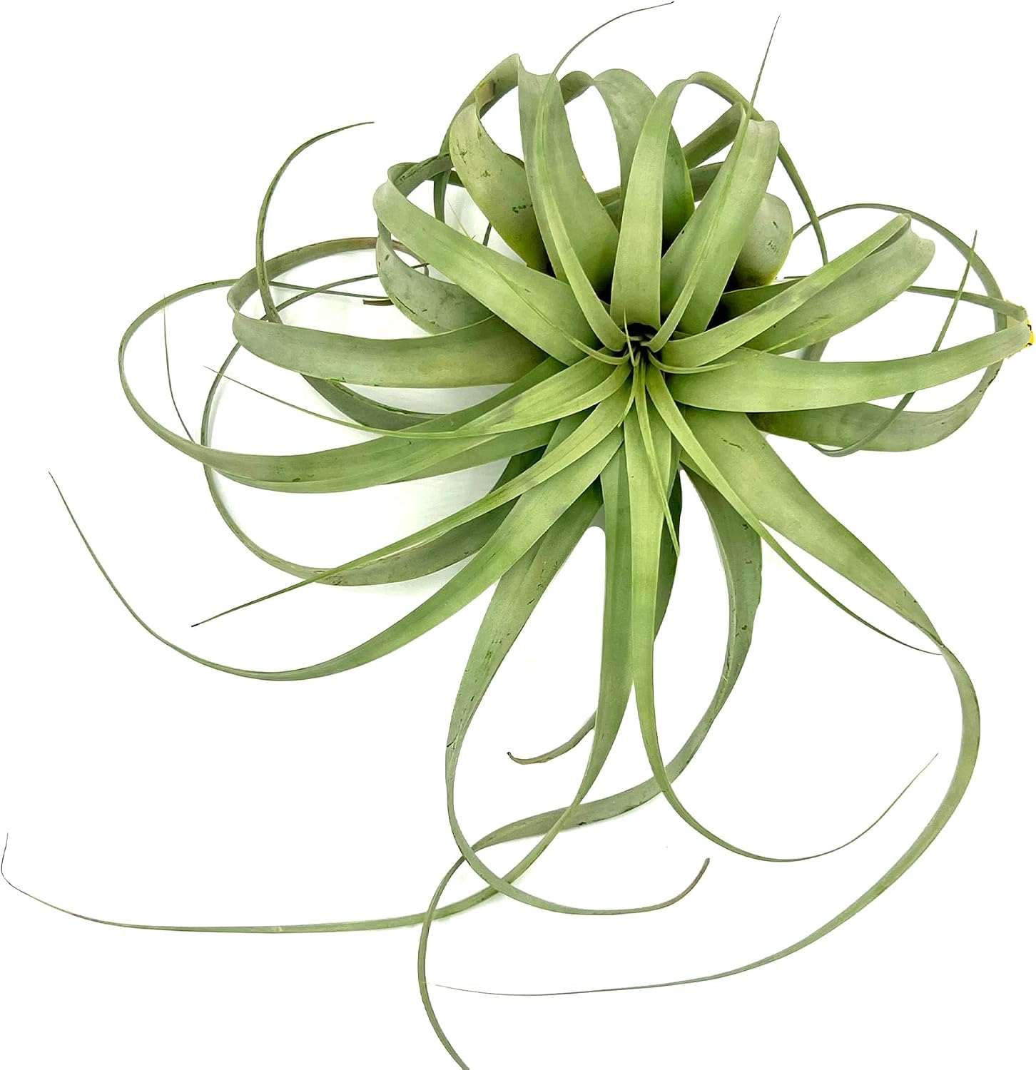 ragnaroc Air Plants - Tillandsia Xerographica, Giant 9-14” - 1ct - Live Arrival Gauranteed - House Plants for Home Decor & Gift