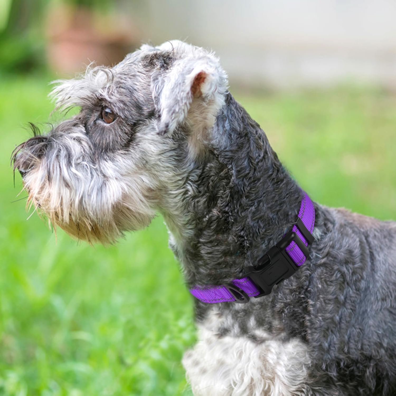 Joytale Reflective Dog Collar, Adjustable Neoprene Padded, Purple M