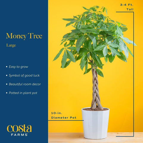 Costa Farms Money Tree, Live Indoor Plant, Braided Trunk, Easy Care