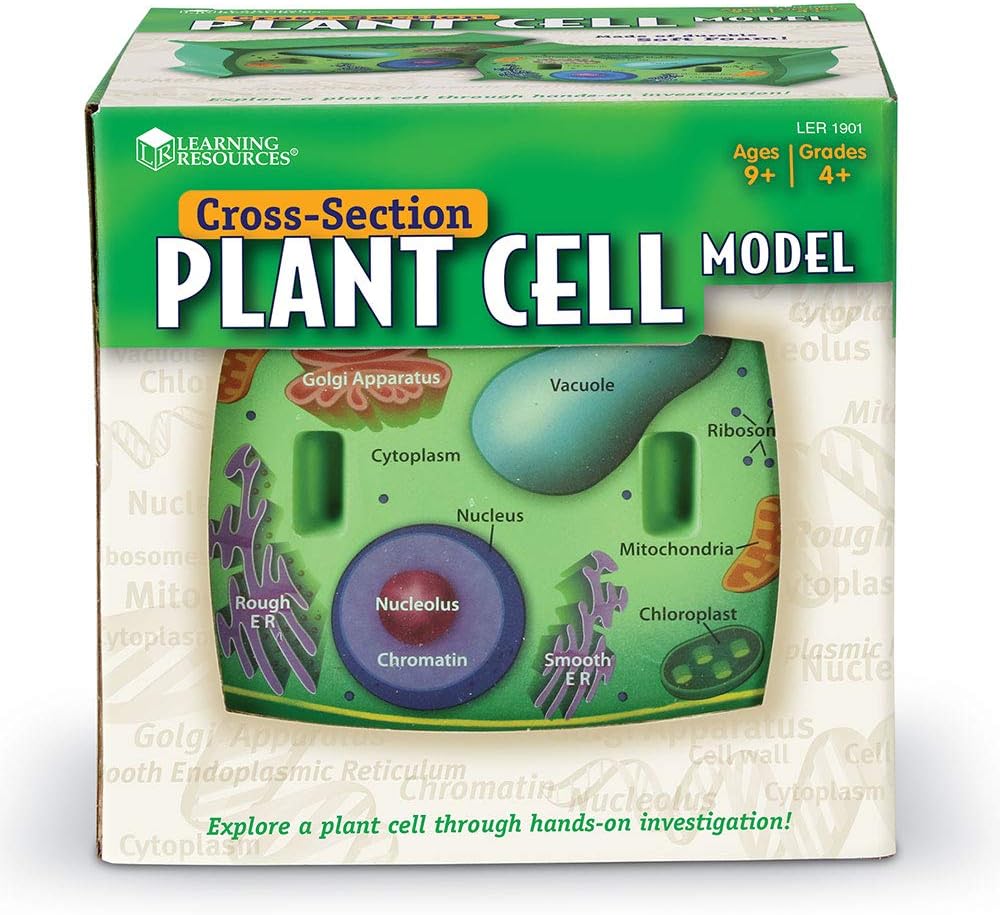 Learning Resources Cross-Section Plant Cell Model