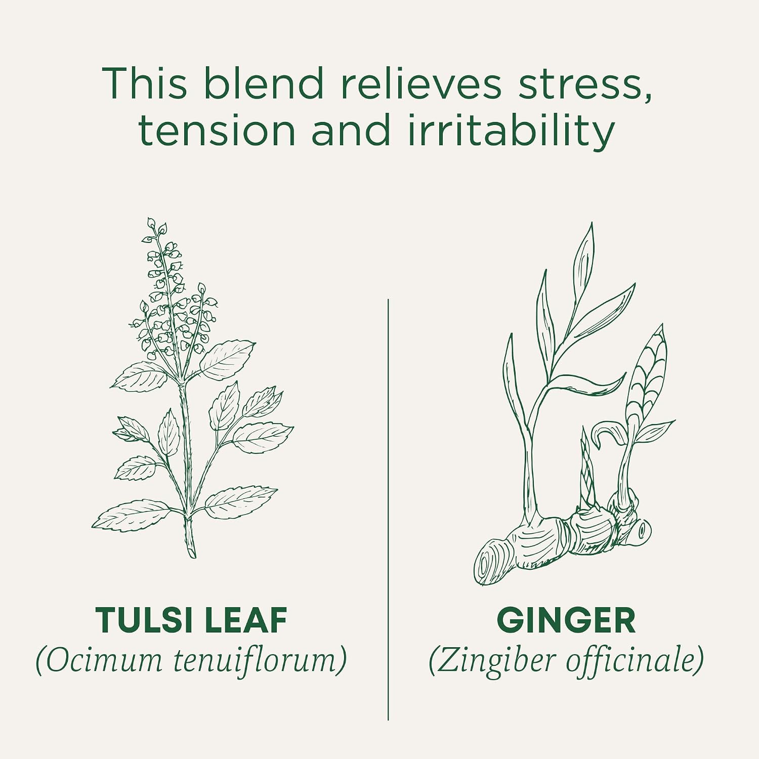 Traditional Medicinals Tea, Organic Tulsi & Ginger, Relieves Stress, Tension, & Irritability, 96 Tea Bags (6 Pack)