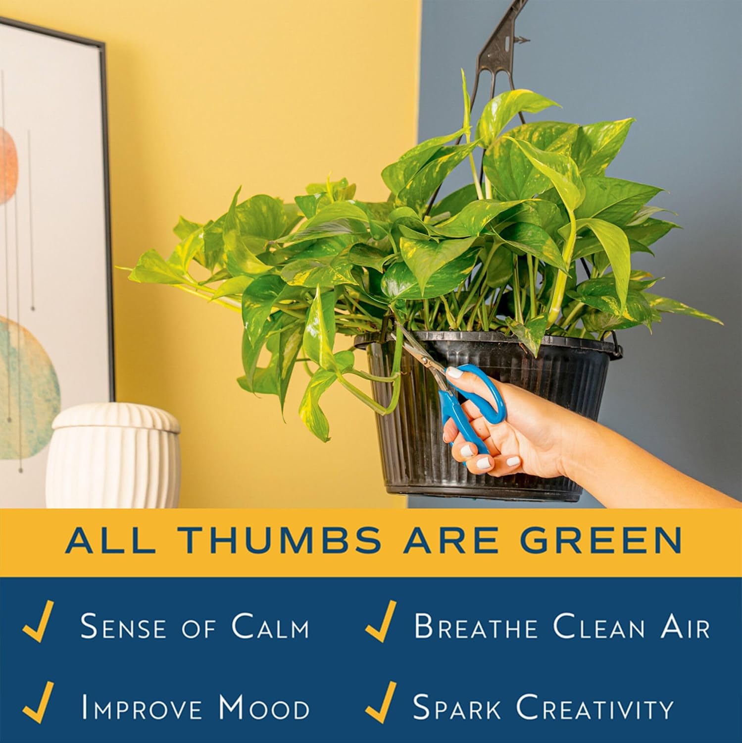 Costa Farms Golden Pothos, Live Indoor Plant, Trailing Vine, Air Purifying