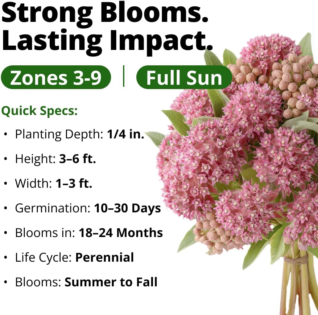 HOME GROWN Common Milkweed Flower Seeds for Planting – 150 Seeds (0.8g), Fragrant Pink Blooms, Heirloom Non-GMO, Monarch Butterfly Host Plant, Native Perennial Wildflower, Zones 3–9