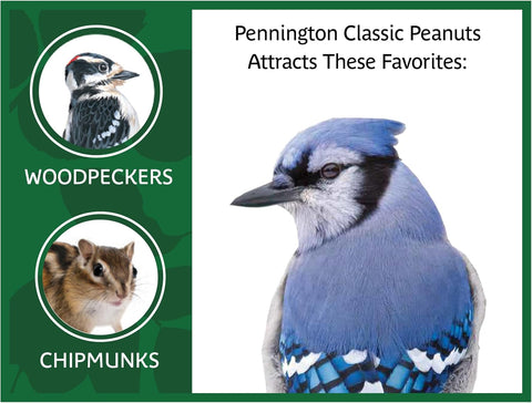 Pennington Classic in Shell Peanuts 5 pounds