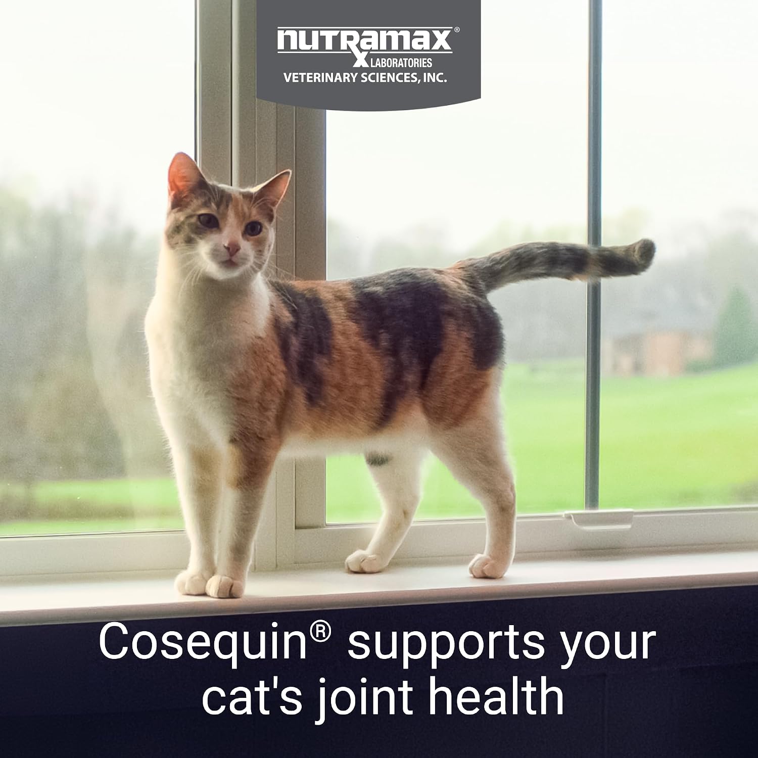 Nutramax Cosequin Joint Health Supplement for Cats, Soft Chews, 60ct