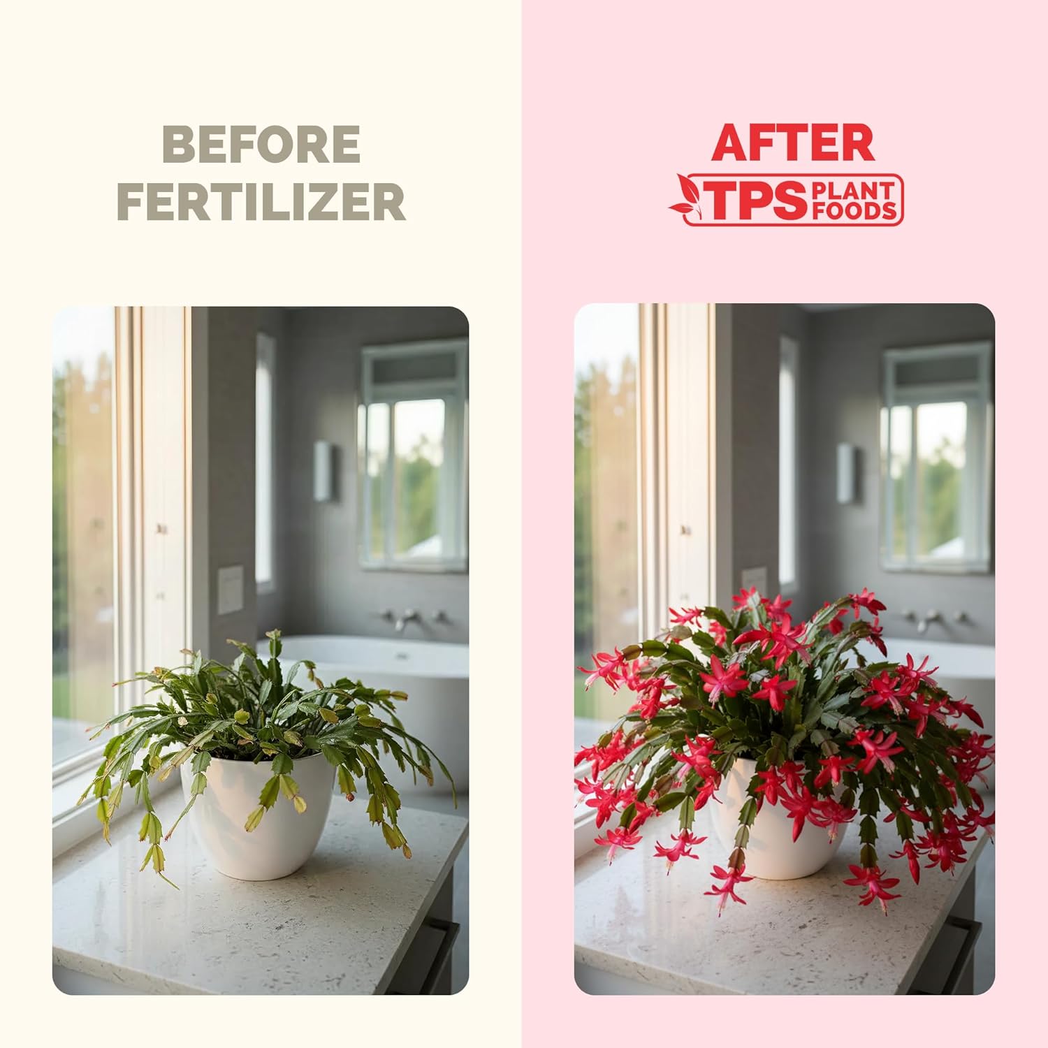 Christmas Cactus Fertilizer - Liquid Plant Food for More Blooms, 32 oz