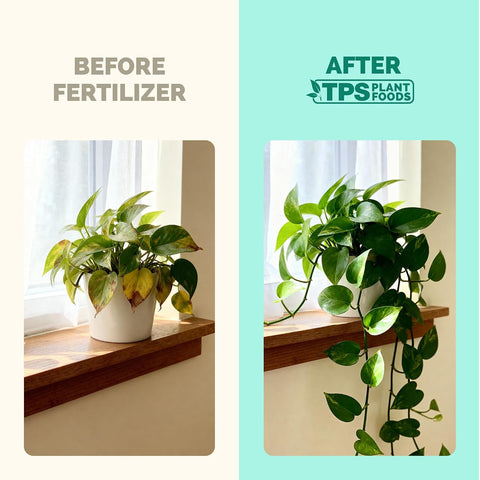 Indoor Plant Food, Complete Liquid Fertilizer for Houseplants, 8oz