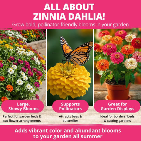 HOME GROWN Zinnia Dahlia Seeds, 524 Seeds, Zinnia elegans