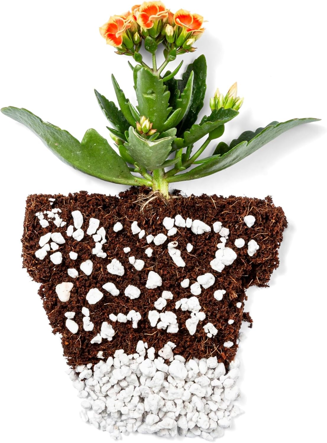 Perlite Bliss (16 Qts) - Organic Perlite for Plants Indoor Soil Amendment - Horticultural Perlite for Gardening & Seed Starting - Mixes Easily with Potting Soil, Vermiculite, & Coco Coir for Plants