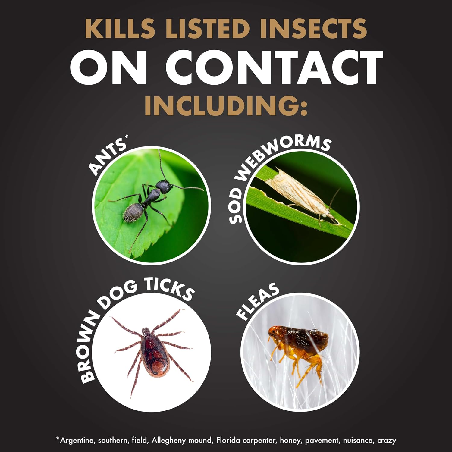 Spectracide Immunox Fungus Plus Insect Control for Lawns, 32 oz