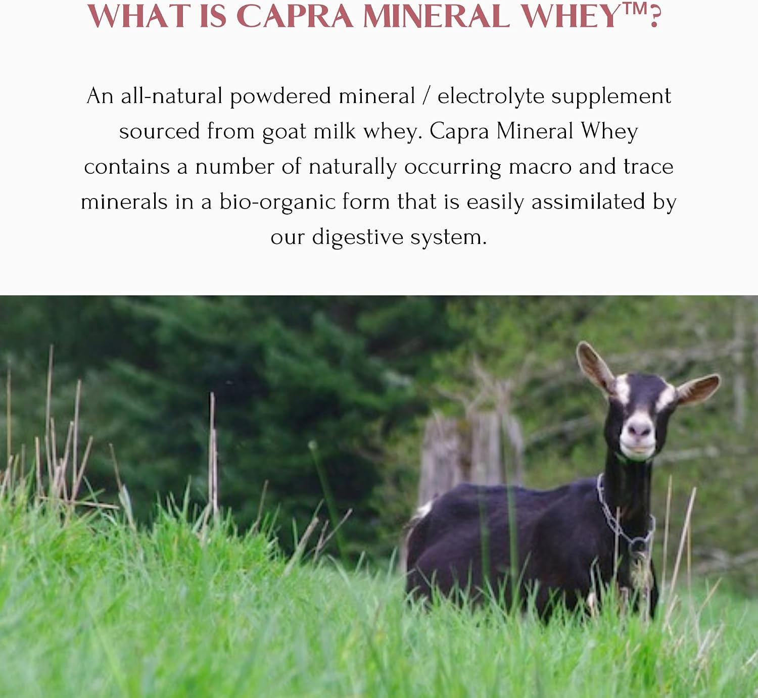 Mt. Capra Mineral Whey | A Whole Food, Bio-Available Mineral/Electrolyte Powder Supplement from Goat Milk Whey, Rich in Potassium, Alkalizing | 56 Servings - 50.8 oz