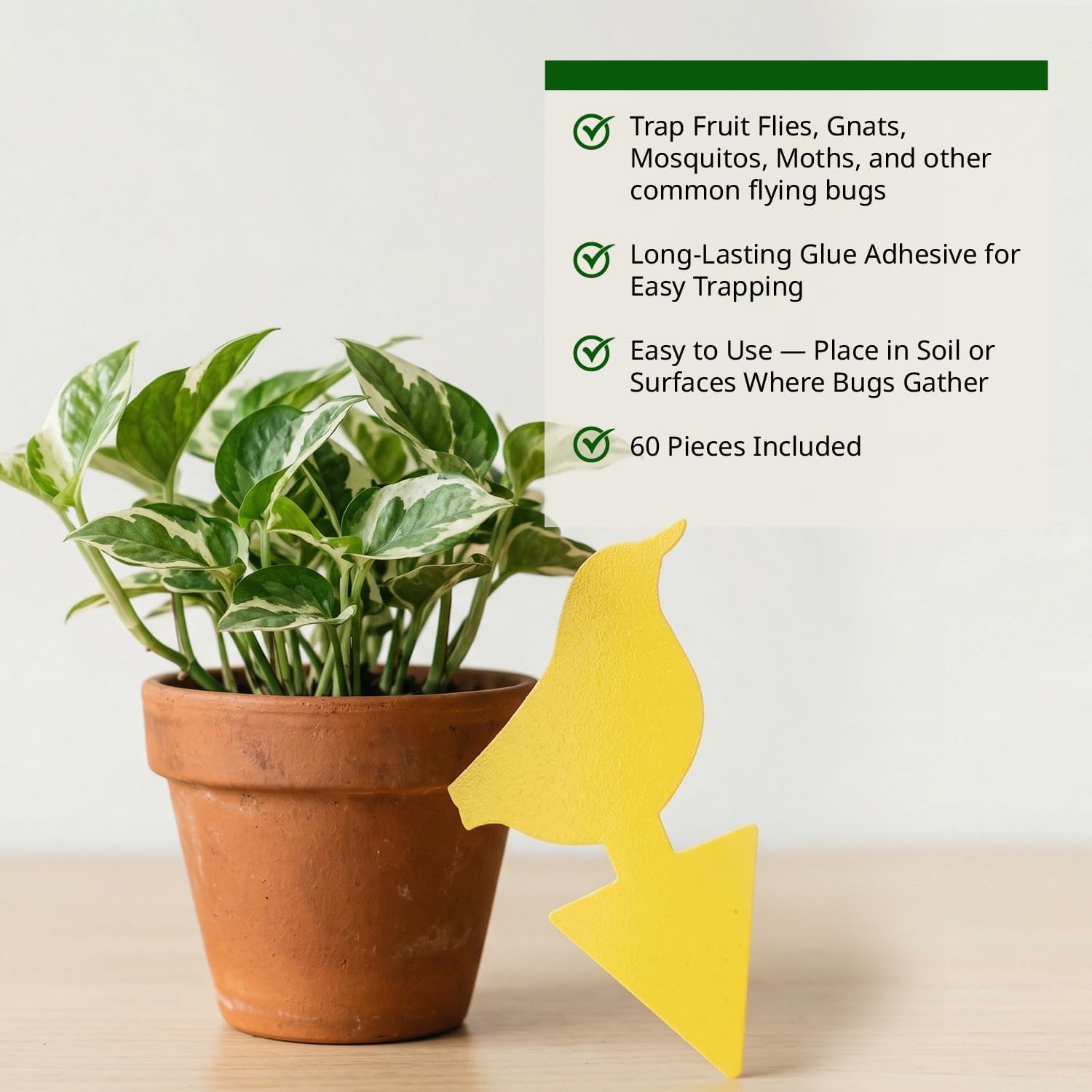 Kate's Home & Garden 60 Count Fruit Fly Traps for Indoors and House
