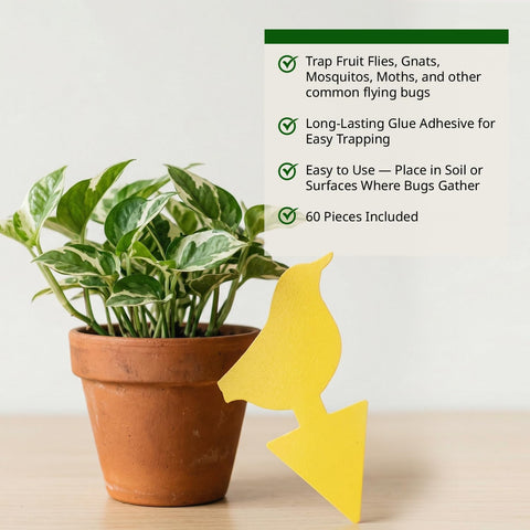 Kate's Home & Garden 60 Count Fruit Fly Traps for Indoors and House