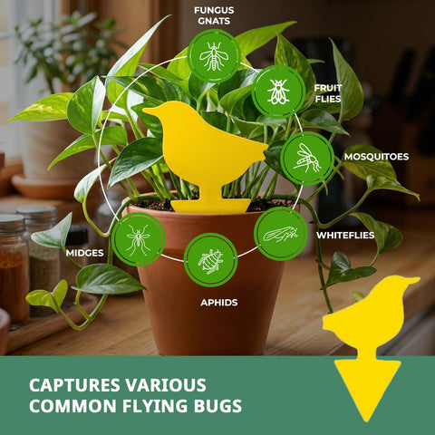 Kate's Home & Garden 60 Count Fruit Fly Traps for Indoors and House
