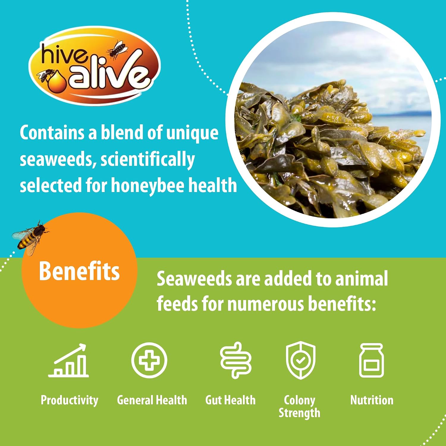 HIVE ALIVE Nuc Fondant Patty, Bee Feed for Small & Starter Hives, 3.5lb