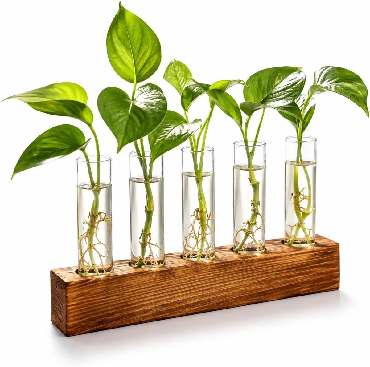 Renmxj Plant Propagation Station, Plant Terrarium with Wooden Stand