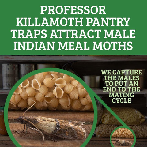 Professor Killamoth Pantry Moth Traps with Pheromones - 6 Sticky Glue Traps