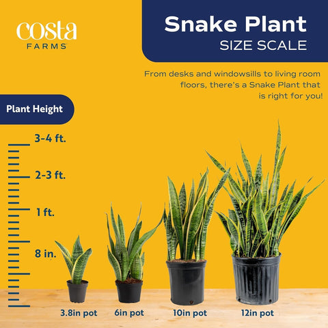 Costa Farms Snake Plant, Live Indoor Plants, Air Purifying, Easy Low Light