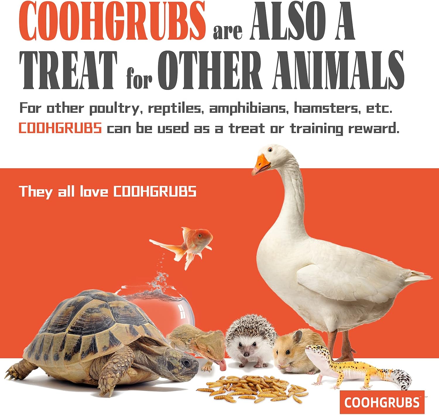COOHGRUBS 10LB Non-GMO Dried Black Soldier Fly Larvae Chicken Treats