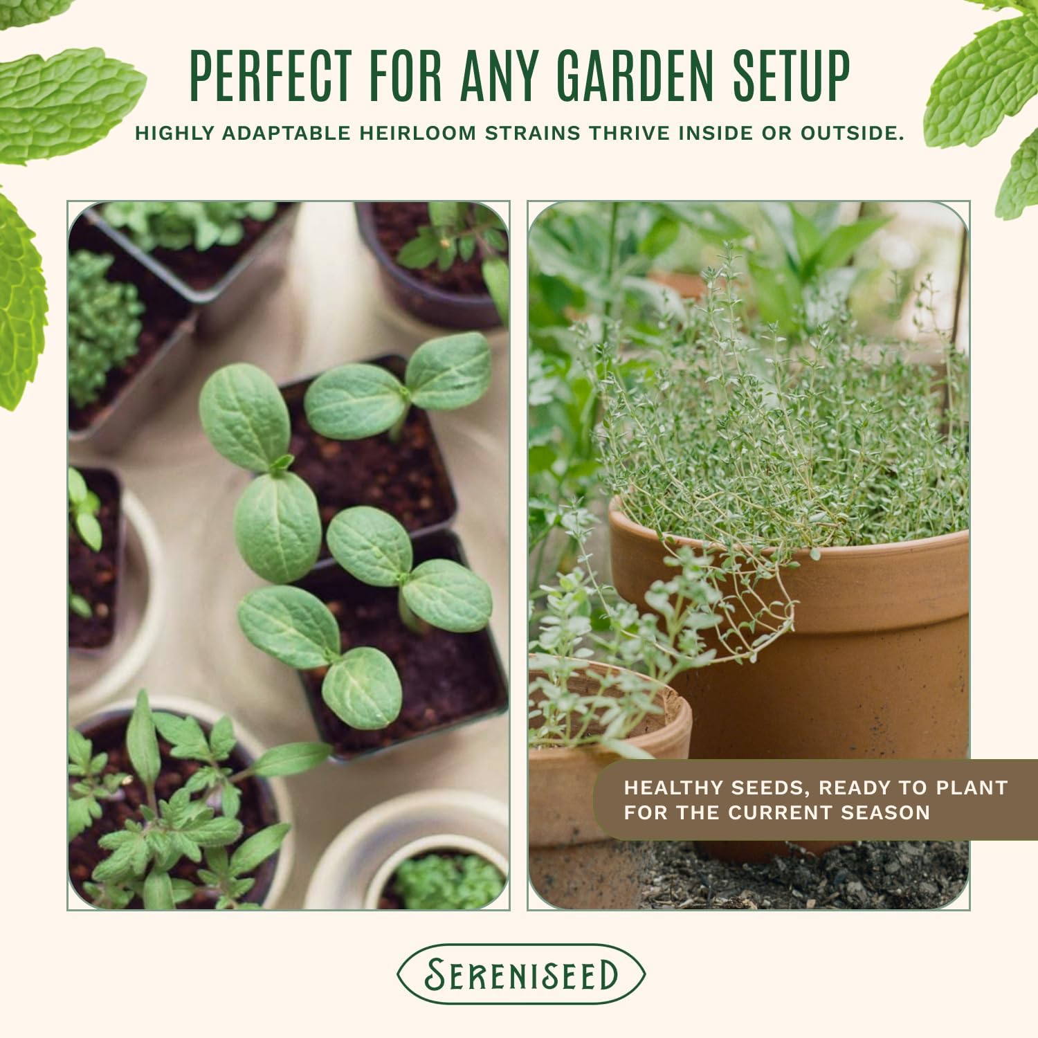 Sereniseed Certified Organic Herb Seeds 35-Pack | Non-GMO Heirloom Variety for Indoor Outdoor Culinary Gardening Gift Kit