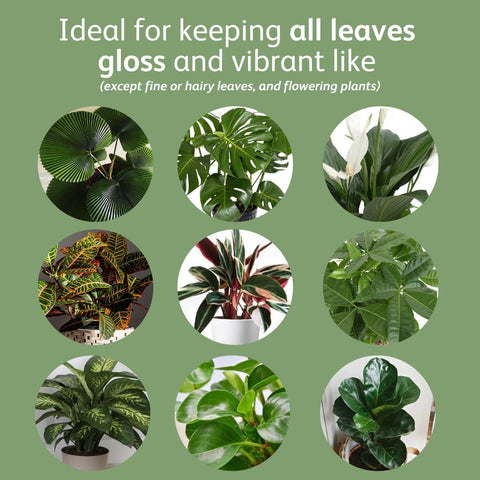 Chrysal LeafShine Spray for Indoor Plants (25oz 6 Pack)