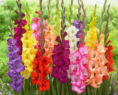 10 Gladiolus Bulbs, Mixed Colors - Sword Lily, Easy to Grow Perennial Garden or Container Flowers