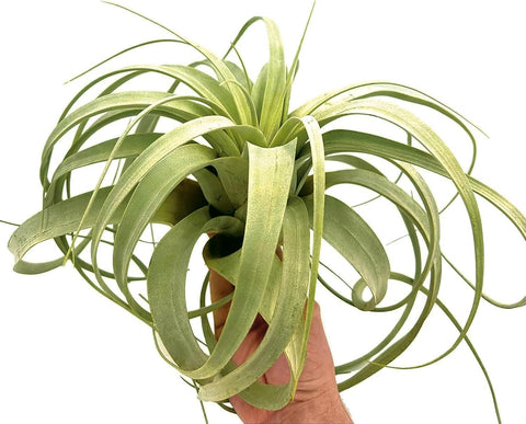 ragnaroc Air Plants - Tillandsia Xerographica, Giant 9-14” - 1ct - Live Arrival Gauranteed - House Plants for Home Decor & Gift