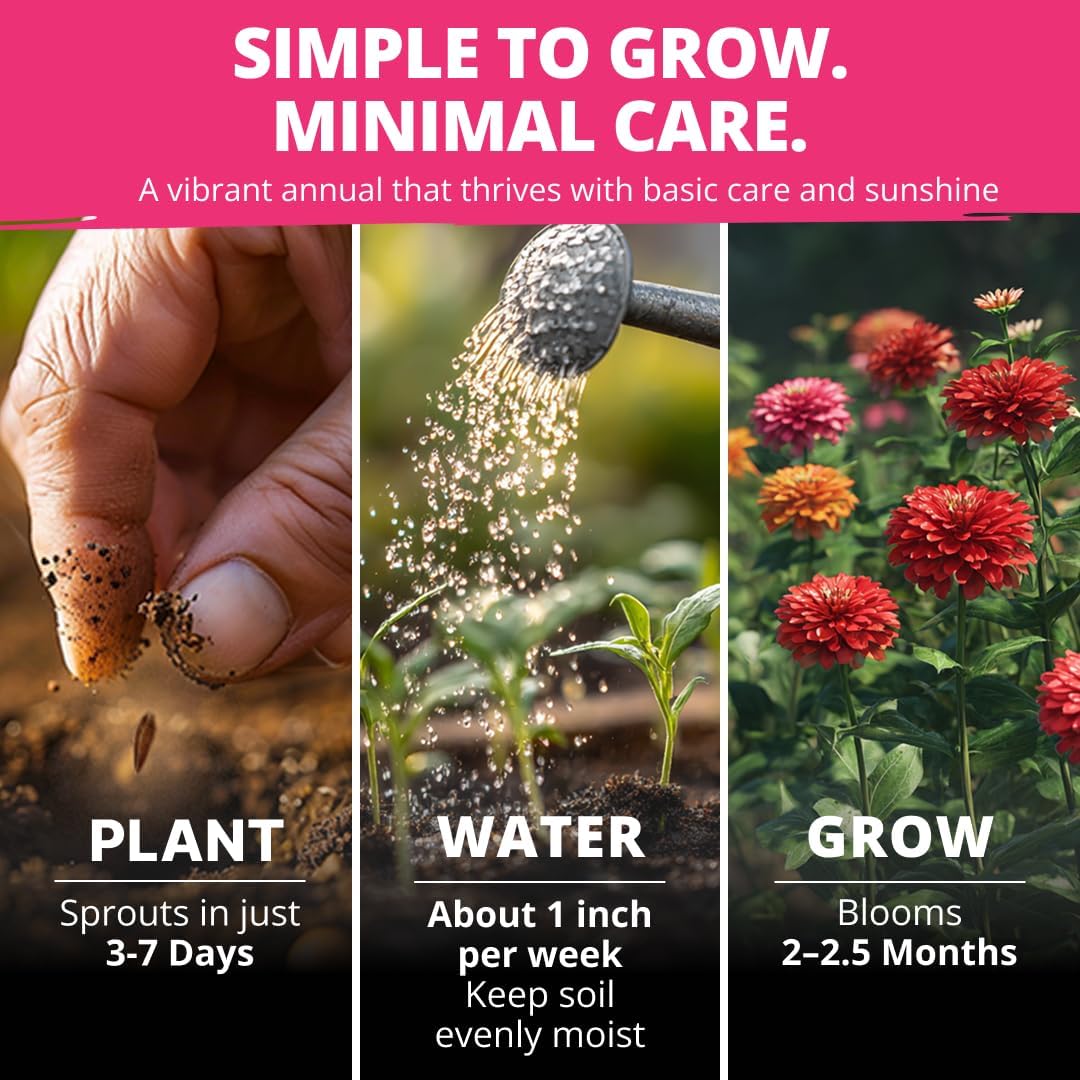 HOME GROWN Zinnia Dahlia Seeds, 524 Seeds, Zinnia elegans