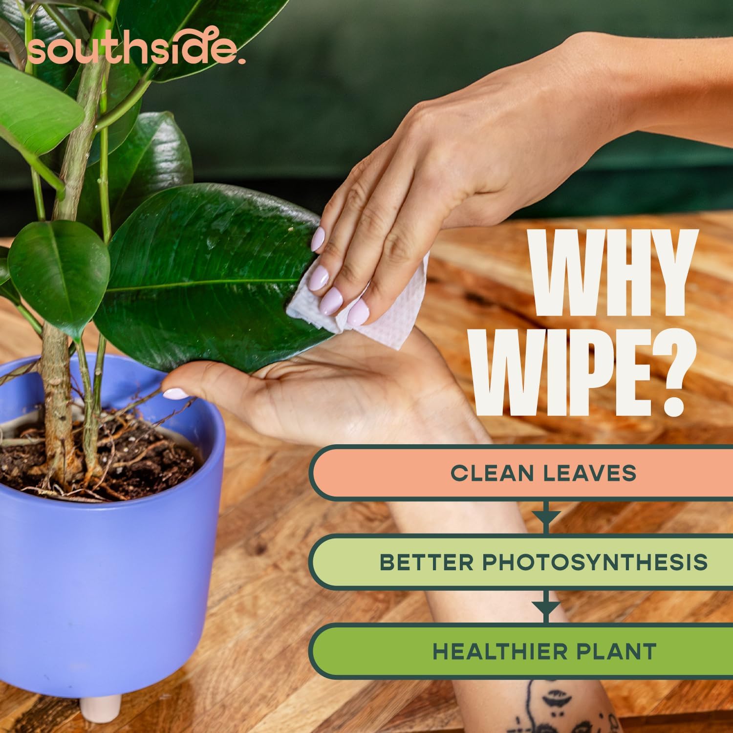Southside Neem Oil Infused Plant Cleaning Wipes – Unscented Plant-Based Leaf Wipes for Indoor & Outdoor Plants That Protect Plants, Promote Shiny Leaves & Better Photosynthesis, 80 Ct