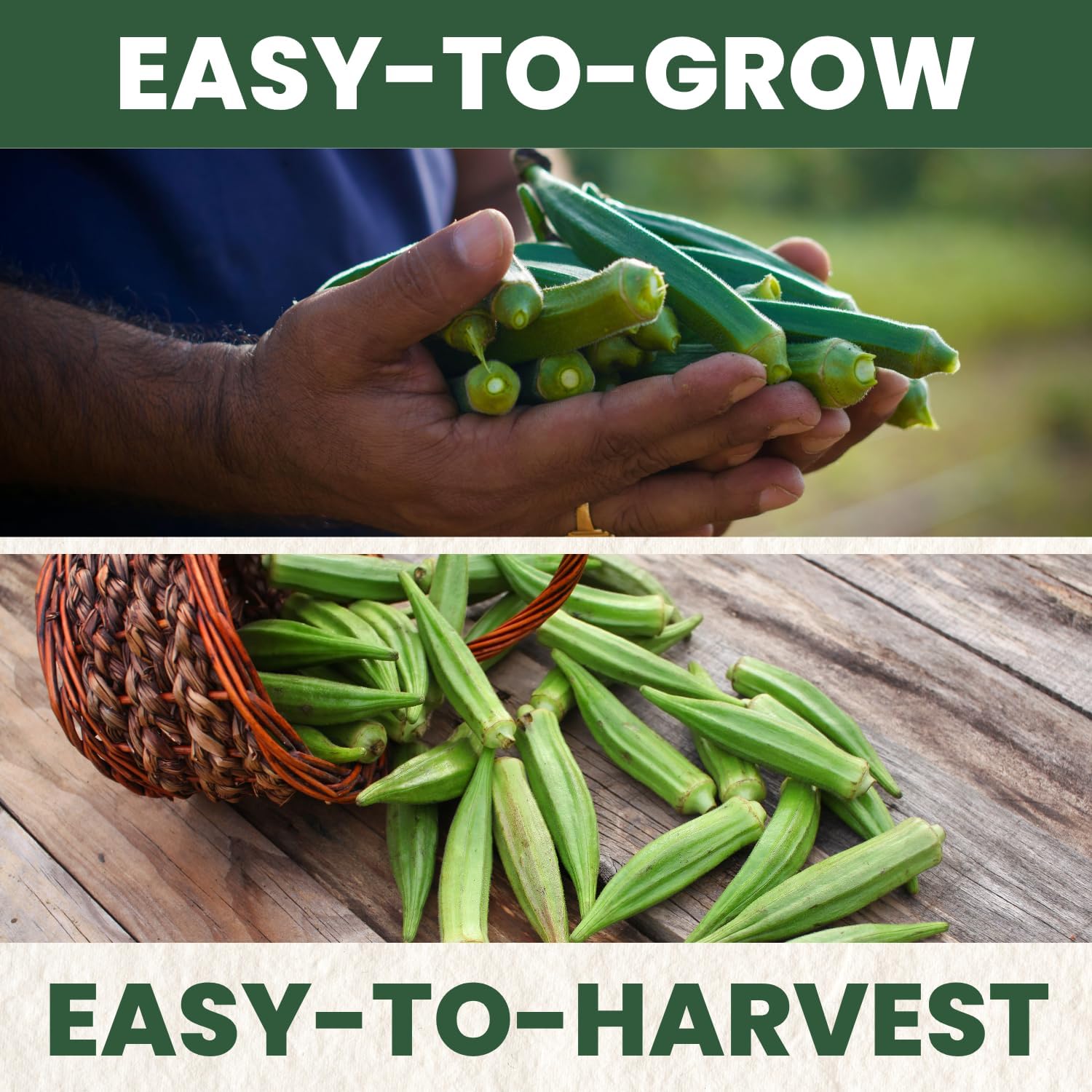 Okra Clemson Spineless – 225 Premium Seeds for Planting – High-Yield, Tender Heirloom Pods for the 2026 Season – 15 Gram Pouch