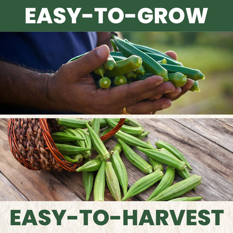 Okra Clemson Spineless – 225 Premium Seeds for Planting – High-Yield, Tender Heirloom Pods for the 2026 Season – 15 Gram Pouch