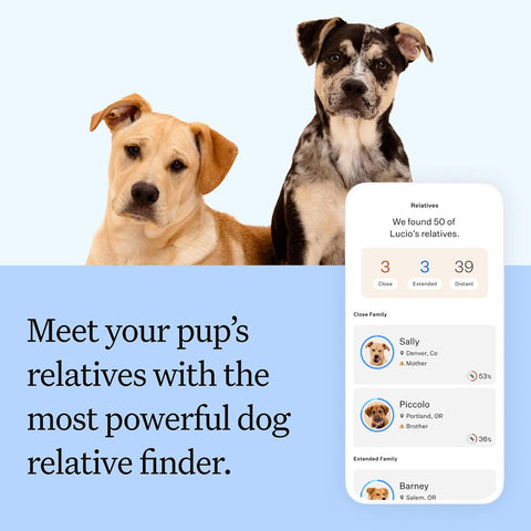 Wisdom Panel Breed Discovery Dog DNA Test Kit 430+ Breeds, MDR1 Health Test