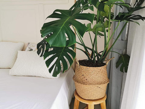 Large Woven Seagrass Belly Basket for Plant, Grocery, Picnic, 12" Diameter x 14" Height