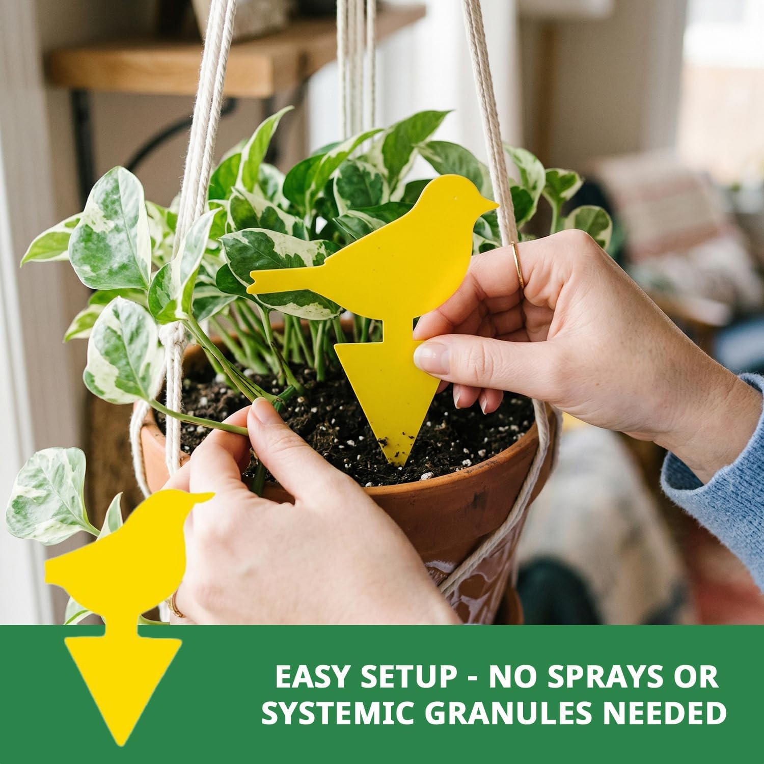 Kate's Home & Garden 60 Count Fruit Fly Traps for Indoors and House