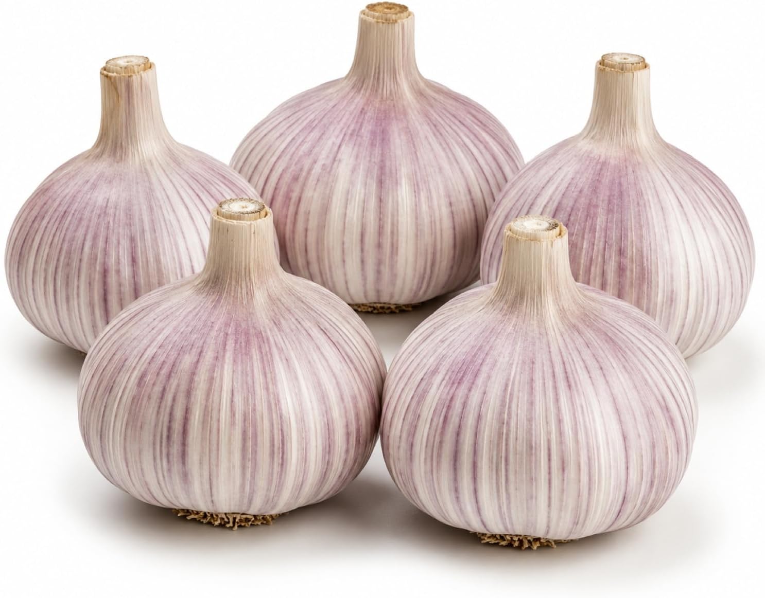 5 Pack Chesnok Red Garlic Bulbs for Planting Large Hardneck Garlic Cloves Garlic Seeds for Planting Cold Climate Ready Garlic Bulbs for Planting Home Garden Raised Beds Fall or Spring