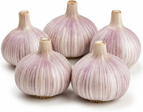 5 Pack Chesnok Red Garlic Bulbs for Planting Large Hardneck Garlic Cloves Garlic Seeds for Planting Cold Climate Ready Garlic Bulbs for Planting Home Garden Raised Beds Fall or Spring