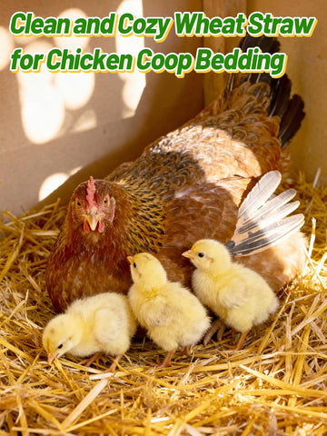 Acostop Natural Dry Wheat Straw for Garden Mulch Stray Cats Dogs Shelter