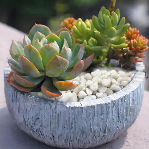 FANTIAN 10 lbs White Pebbles for Indoor Plants, 3/8 Inch Decorative White Stones. Polished River Rocks for Potted Plants Vase Cactus Bird Bath and Outdoor Garden Landscaping