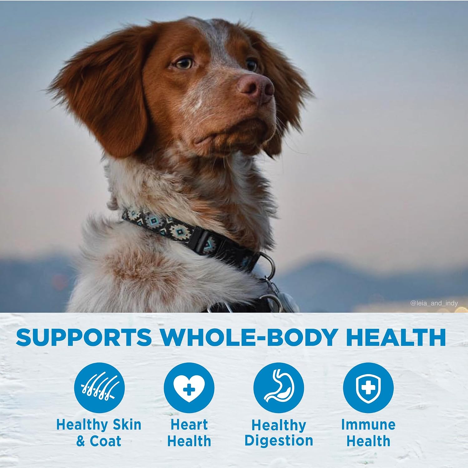 Wellness Simple Limited Ingredient Adult Dry Dog Food, Grain Free Kibble, Sensitive Stomach, Skin & Coat Support, Natural, Chicken Free, Turkey and Potato Recipe, 26 lb Bag