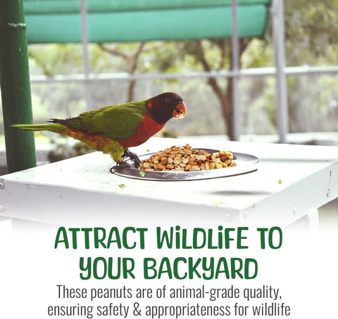 Sneaky Mango - Raw Out of Shell Peanuts - 1 Pound - Shelled Peanuts for Birds – Wildlife Quality - Food for Squirrels, Deer, Birds, and Other Wildlife Animals – Grown in The USA