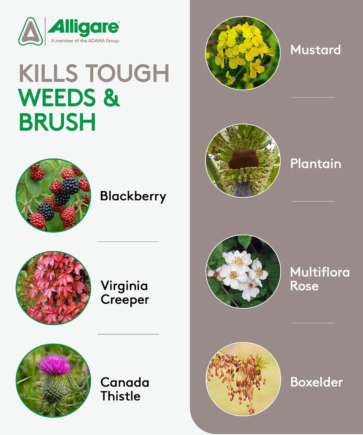 ALLIGARE - Triclopyr Herbicide 4 EC Selective Weed Killer for Woody Plants, Brush for Forestry, Pastures, Rights-of-Way, Wetlands & Industrial Sites - 1 Gallon