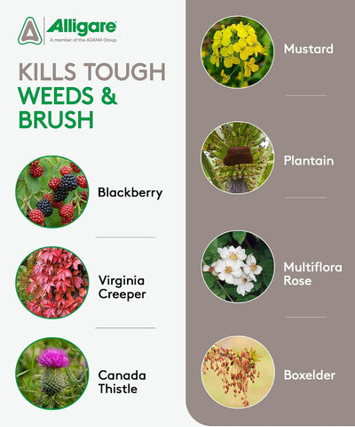 ALLIGARE - Triclopyr Herbicide 4 EC Selective Weed Killer for Woody Plants, Brush for Forestry, Pastures, Rights-of-Way, Wetlands & Industrial Sites - 1 Gallon