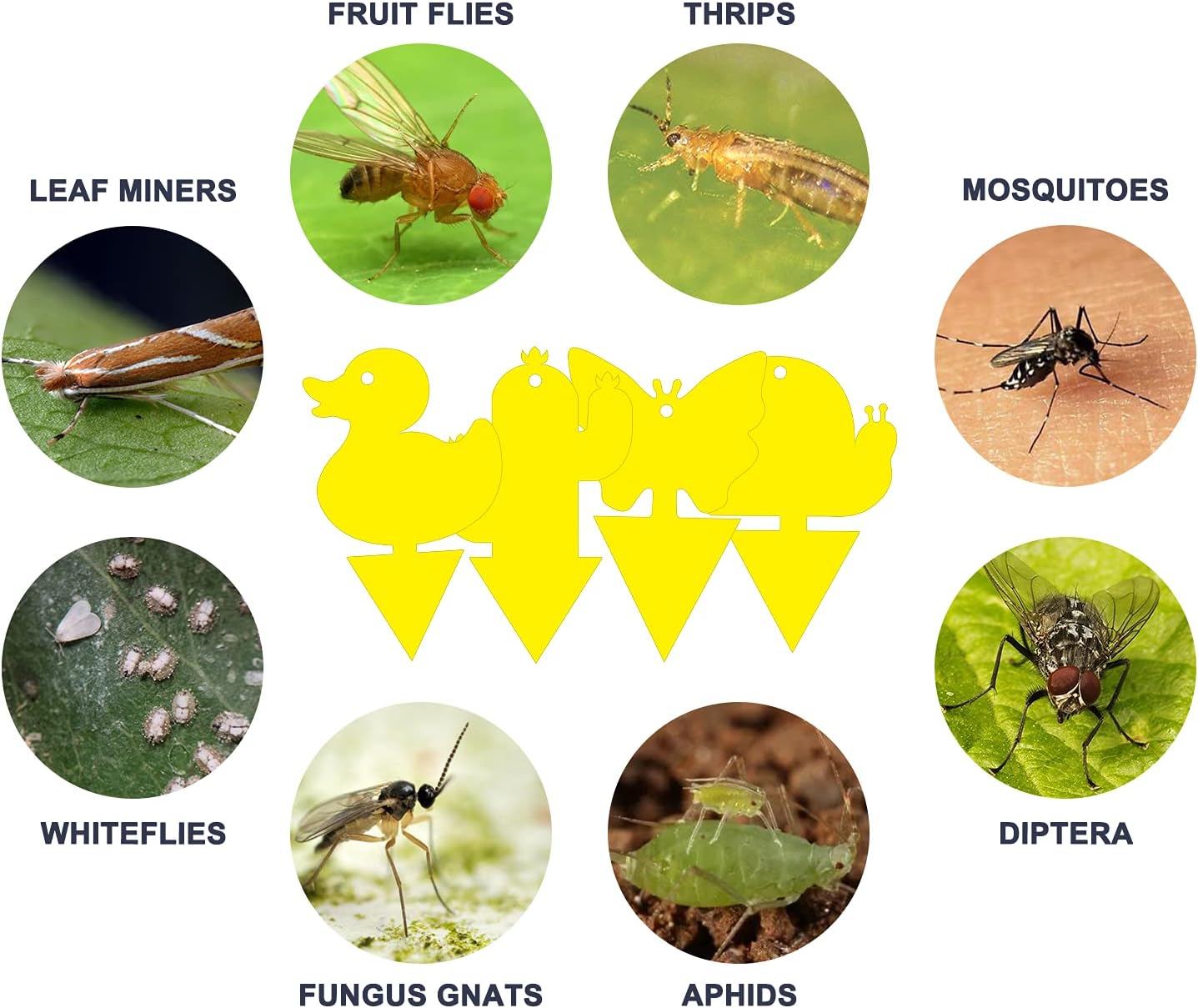 Gideal 24-Pack Dual-Sided Yellow Sticky Traps for Indoor/Outdoor Use, Gnat Trap for Flying Plant Insect Such as Fungus Gnats, Whiteflies, Aphids, Fruit Fly, Leafminers, etc - Cute Shapes