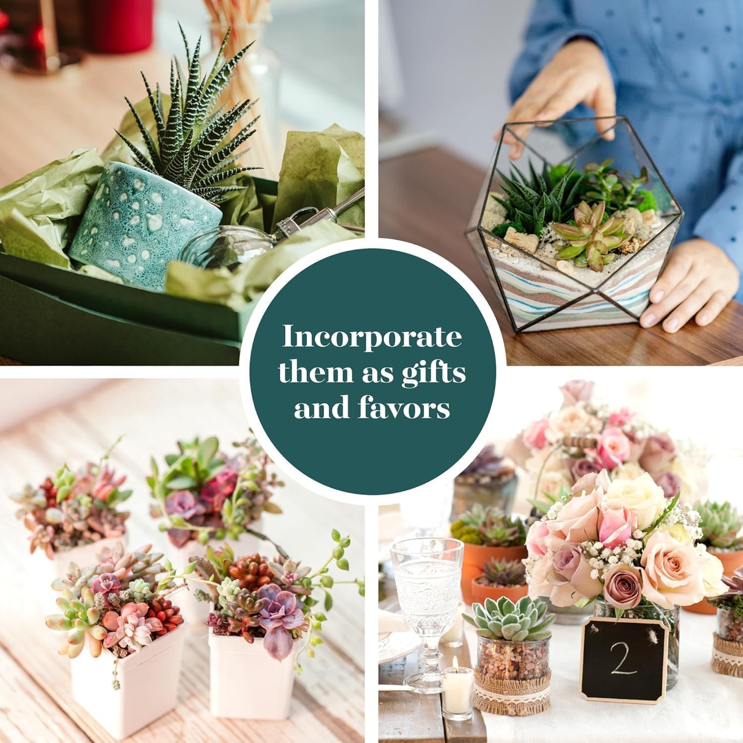 Shop Succulents Endless Summer Succulent Pack Collection - Live Mini Succulent Plants, Low Maintenance, Colors & Textures - Wedding and Party Favors, Gift & Garden, Pack of 20