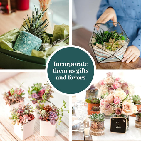 Shop Succulents Endless Summer Succulent Pack Collection - Live Mini Succulent Plants, Low Maintenance, Colors & Textures - Wedding and Party Favors, Gift & Garden, Pack of 20