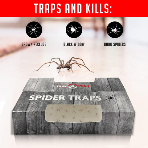 Trap a Pest Indoor Sticky Spider Traps - Glue Traps - 30 Pack