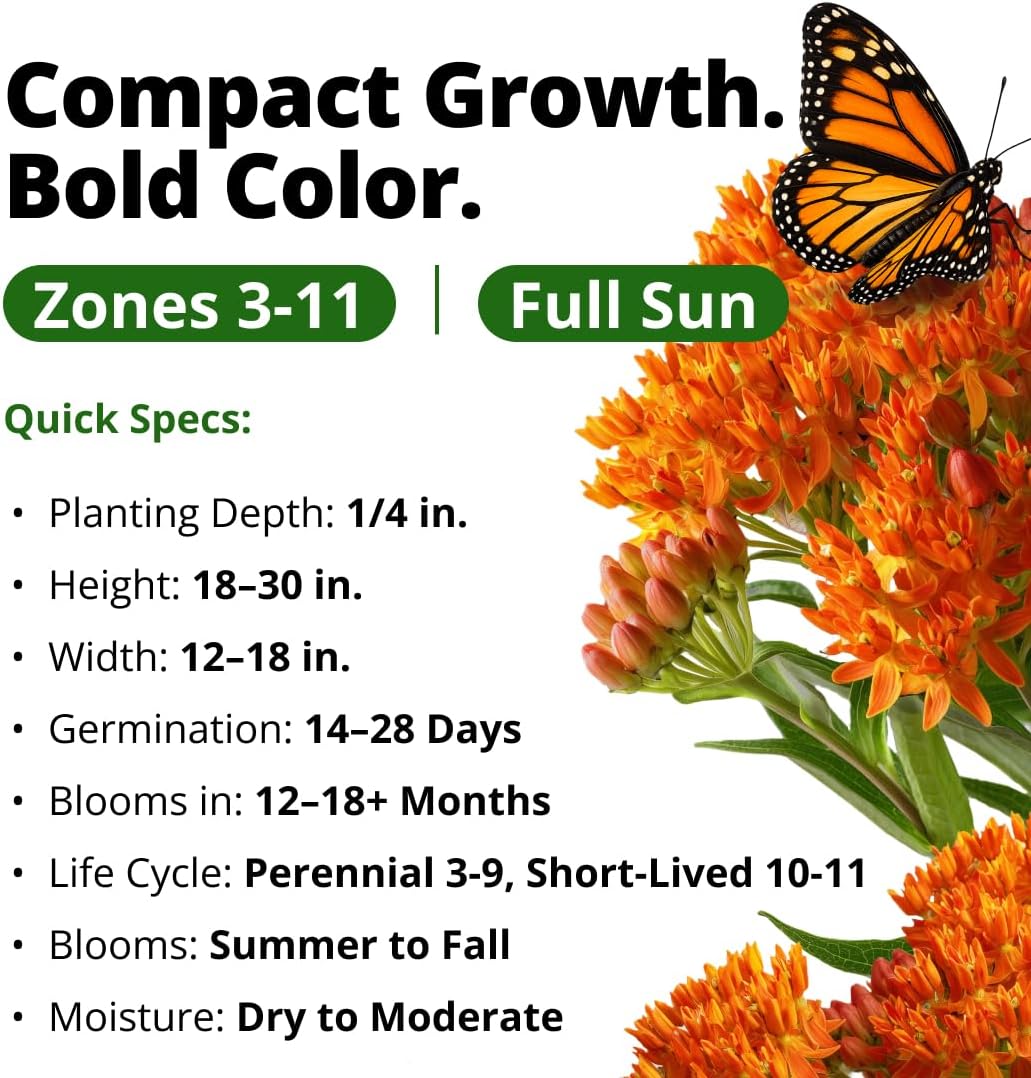 HOME GROWN Butterfly Milkweed Seeds for Planting, 2 Pack,Asclepias tuberosa