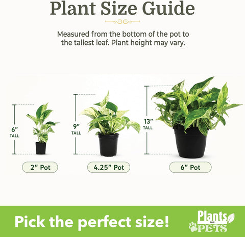 Easy to Grow Live Houseplants (6 Pack), Deluxe Collection of Assorted Air Purifying Indoor Plants, Peperomia, Spider Plants, No Duplicates, Pothos, Easy Plant Care, 2 in Pots, Begonia, Croton