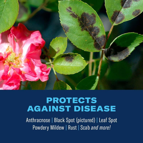 BioAdvanced 3-in-1 Insect, Disease, and Plant Mite Control Spray - 24 fl oz