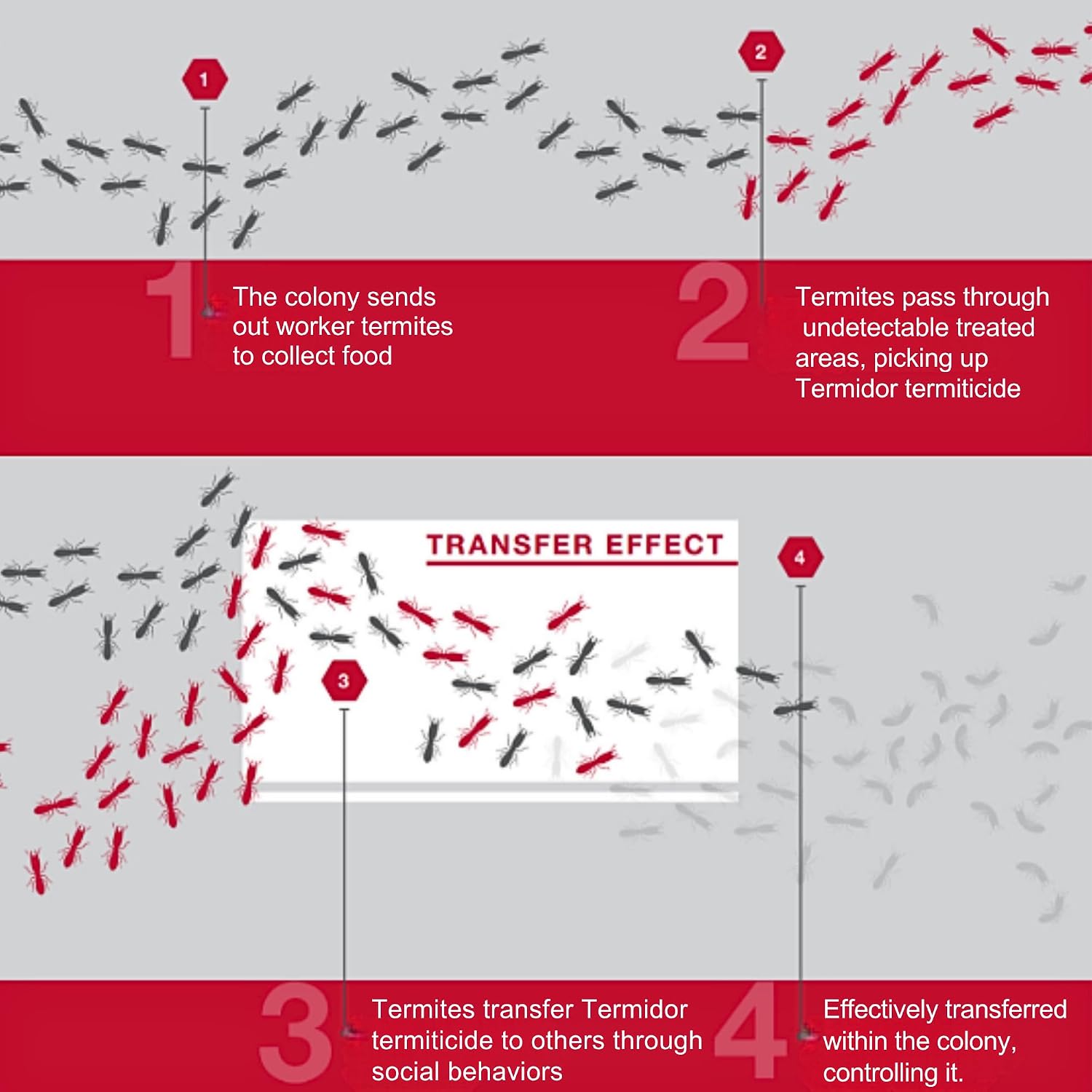 BASF Termidor Foam 20 oz - Termiticide Insecticide for Termites, Ants & Wood Destroying Pests & Insects